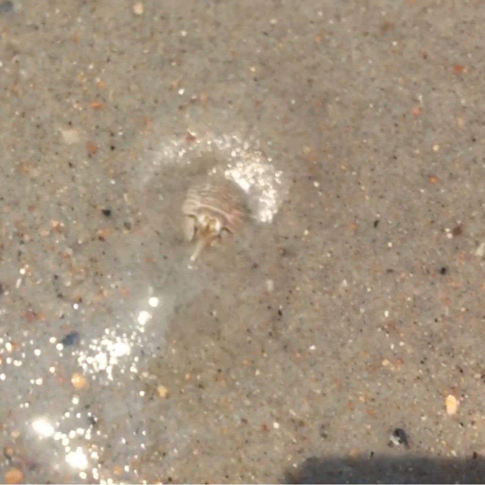 You don’t see them. But they see you. Water Shoes Woman’s. Their habitat - Picture 8 of 15